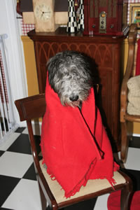 Fleecy in Red Blanket2